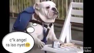 video lucu - persahabatan monyet dengan anjing