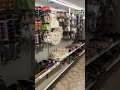 Dollar Tree Halloween 🎃