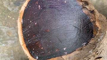 GL rễ trắc đỏ đen krôngpa hàng cũ 12kg bác nào vào vc lh 0338918991 thương gỗ quý