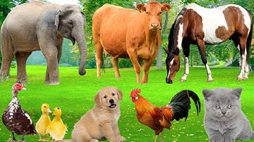Cute Farm Animal Moments:Horse, Sheep, Cow, Goat, Cat, Dog, Duck, Pig, Tiger, Ostric – Animal Sounds