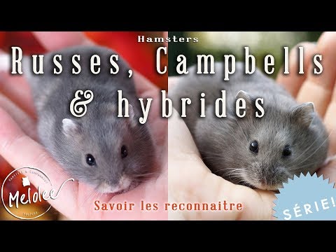 Vidéo: Hamster gris : description et caractéristiques de l'espèce