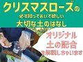 【基本編＋α】クリスマスローズにおすすめの土を解説【はじめてのクリスマスローズ】【植え替え】【肥料】