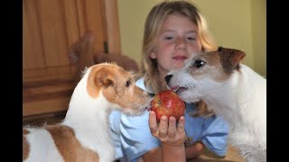 Eating Apple with Dogs / Dogs and Apple / Mom and puppy Jack Russell Terrier by Hilda 4,288 views 2 years ago 4 minutes, 15 seconds