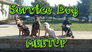 Service Dog Meetup!