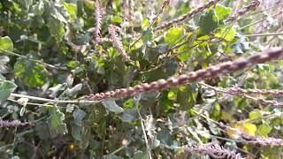 Chaff flower plant also called Prickly chaff flower, and Devil's horsewhip,