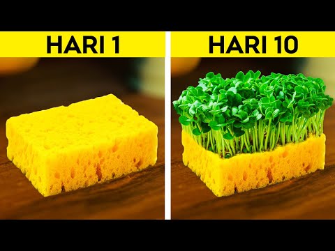 Video: Buat kerajinan DIY di kebun