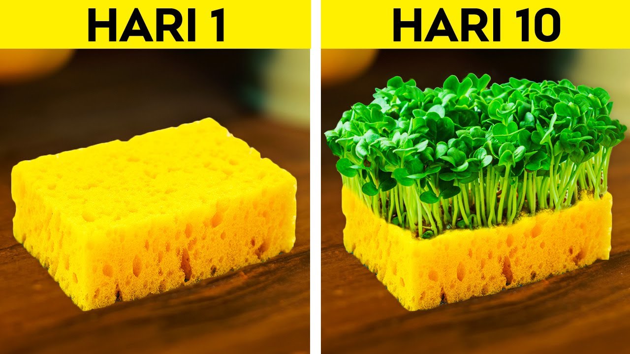 KIAT PINTAR MENUMBUHKAN TANAMANMU SENDIRI || Kiat Berkebun untuk Pemula