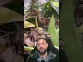 Perigo da pescaria: uma cobra Mesotes strigatus em Siderópolis SC #biologohenrique #animais #biologo