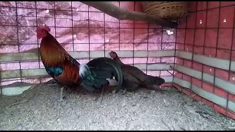 qaib dib qua zoo cuab tuaj zoo heev thiab qaib qus 2017-18