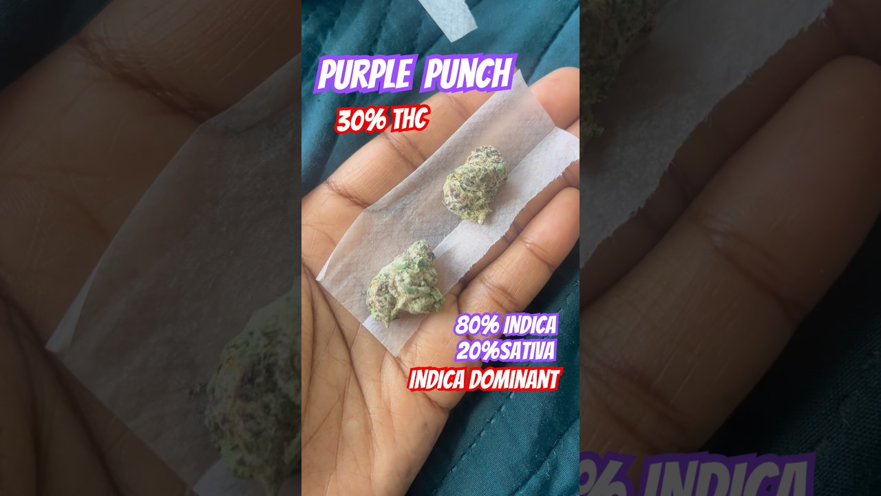 Purple Punch Strain Review ⛽️ or 🗑️ 