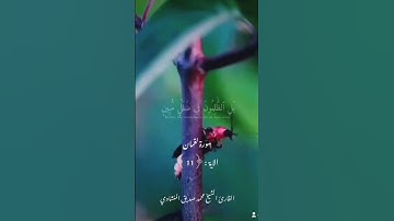 ما تيسر من سورة لقمان الآية 11 بصوت القارئ الشيخ محمد صديق المنشاوي 🍂