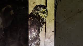 Jastrząb - udana  akcja. #birds #eagle #wildlife