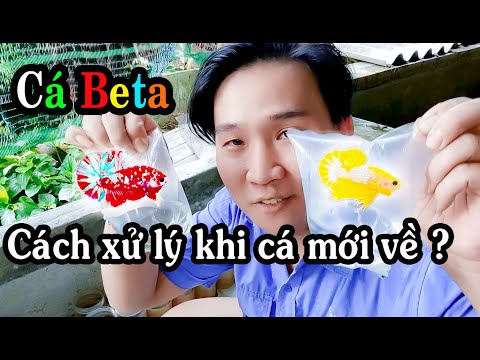 Video: 3 cách cho bướm ăn