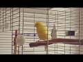 Canary singing, relaxing vocal Śpiew kanarka