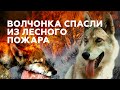 В Челябинской области выходили спасённого из лесного пожара волчонка