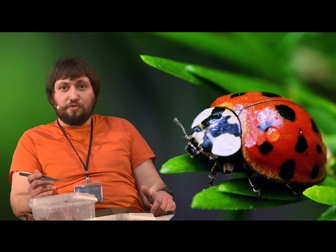 Video: Entomologiya Nima