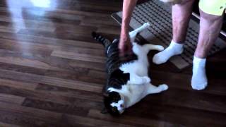Fat Cat rolls over like dog