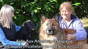 Comment trouver des animaux abandonnés ?