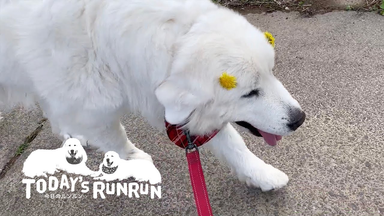 Great Pyrenees is so happy to have a dandelion hairpin on his head