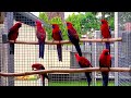 Crimson Rosella Parakeets Playing #beautiful #cute #baby #birds