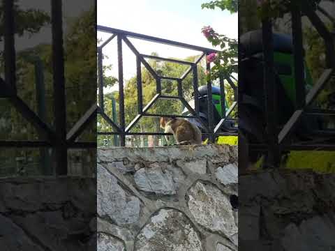 Гуляли по Анталии и наткнулись на этого задумчивого котика😍 #кот #котики #кошки #смех