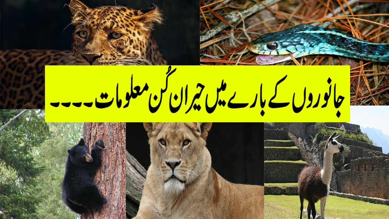 short essay on animal in urdu