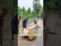 Palm Tree Canoe — Nature's Boat Before Humans? #palmtree #boat #viralvideo