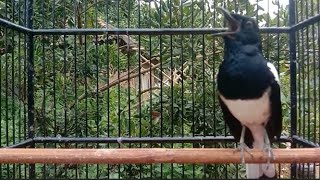 terapi Kacer bisu jadi gacor