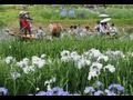 ［HD］水郷佐原水生植物園あやめ祭り　iris festival　花の名所案内