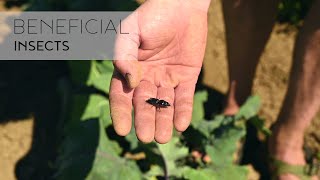 Beneficial Insects - Bringing Back the Edges