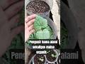 Pengusir hama,sekaligus mulsa organik🌱 #tipsandtricks #garden #garden