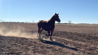 Emergency colic situation with Aurora  a rescued Belgian Draft horse saved from slaughter Ep.84