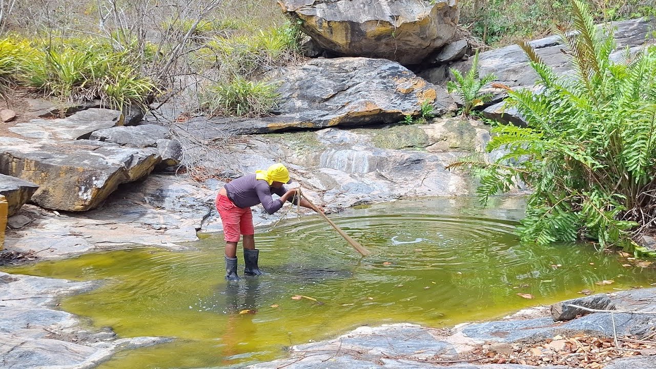 Pescaria incrível em uma nascente d'água cheia de peixe no meio da caatinga 