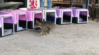 Katten vrijlaten na TNRC/releasing cats after TNR