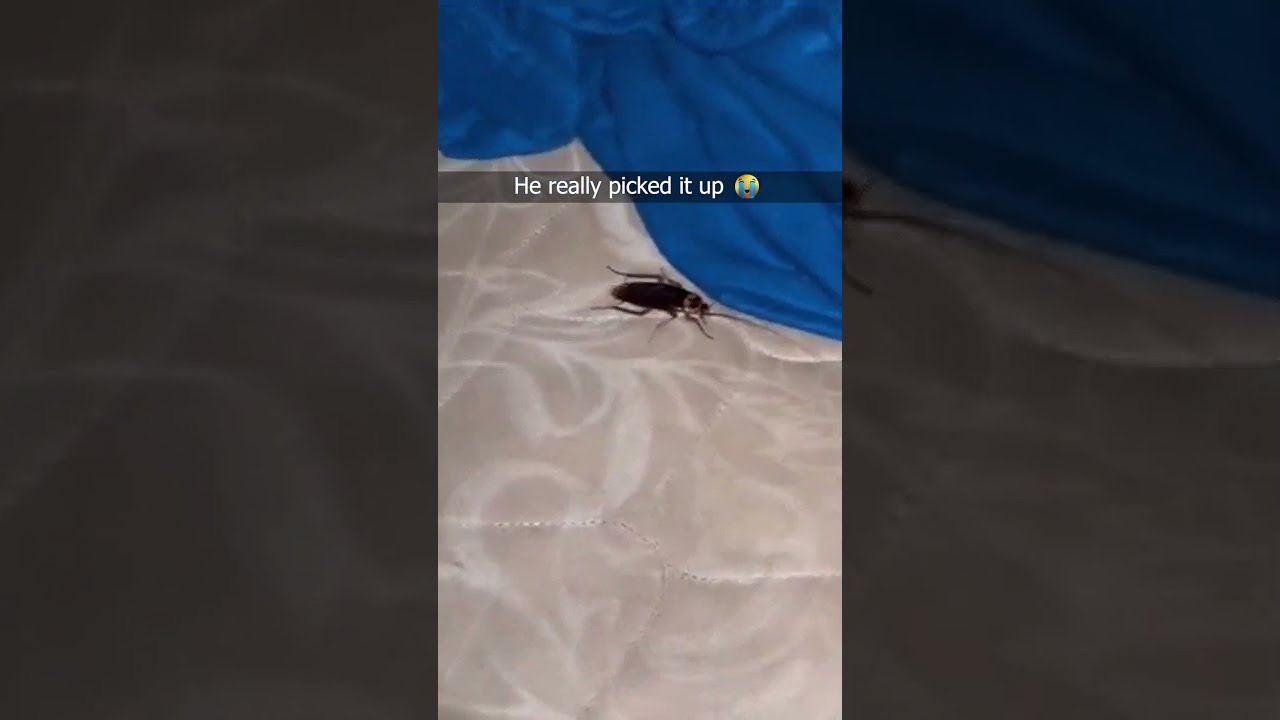 His Screaming Cockroach