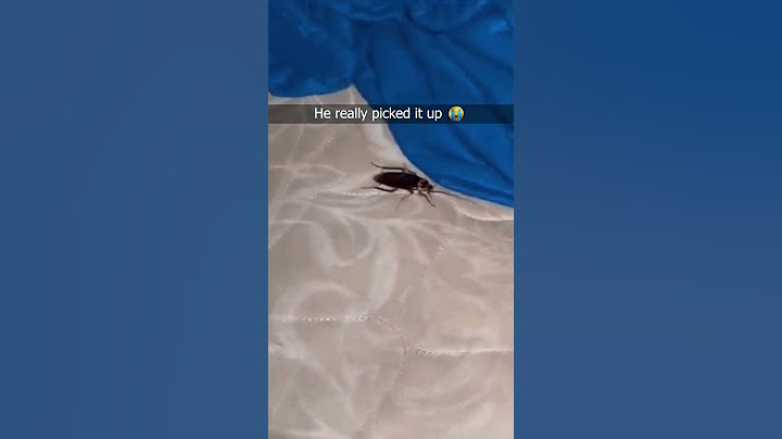 His Screaming 😭 #cockroach