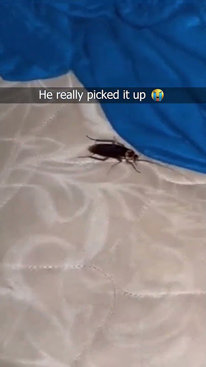 His Screaming 😭 #cockroach