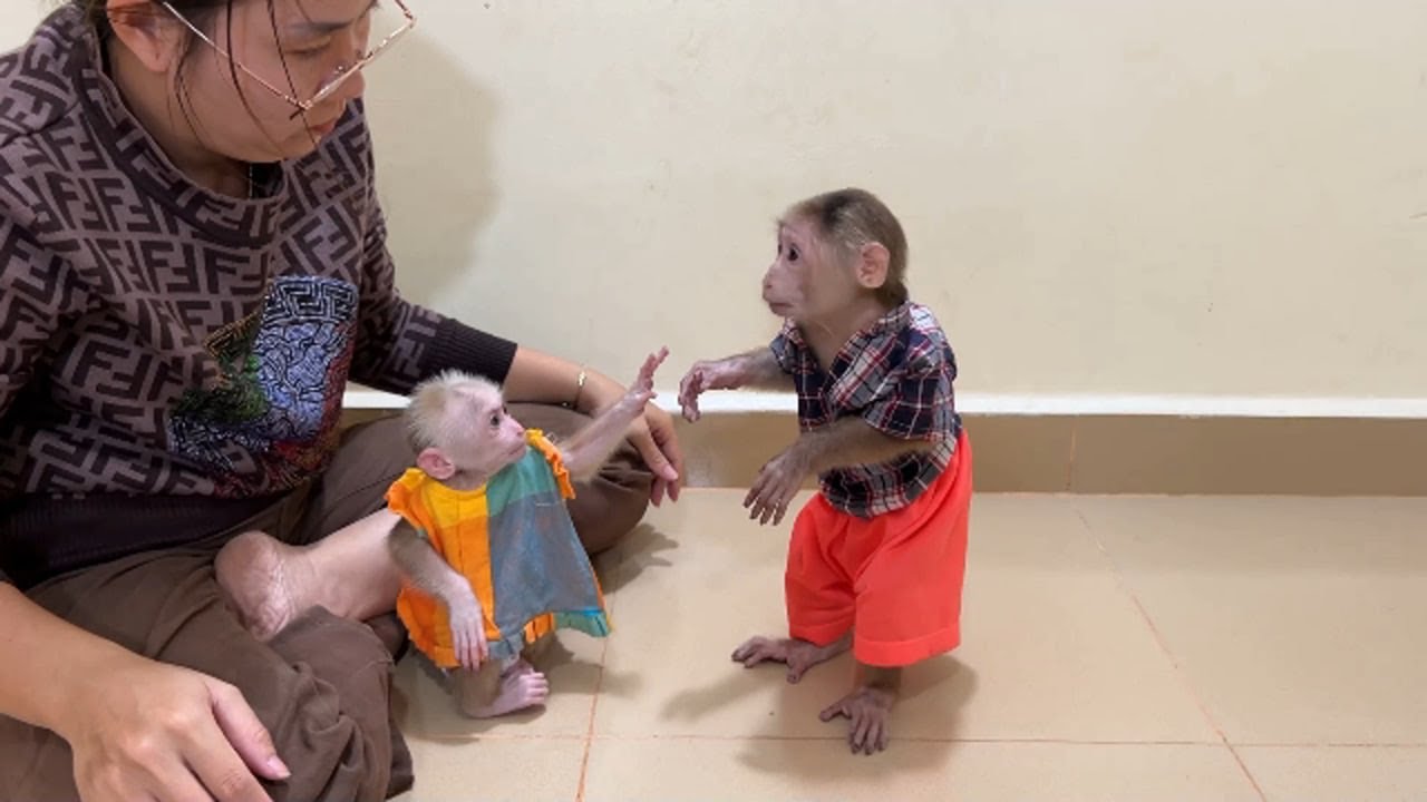 Wow Chichi Manage Raise Hand Up To Stop Pavpav Disturb Mom