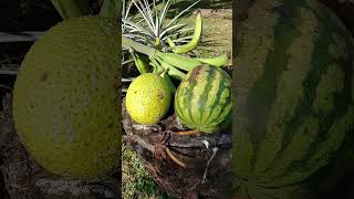 Cosecha de la huerta orgánica. La mejor opción. #frutas, #viral #huertaorganica, #fruit, #cosecha