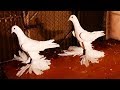 Голуби Ирана - Тебриз l Строенные на Высоких ногах l Iranian tabriz Pigeon