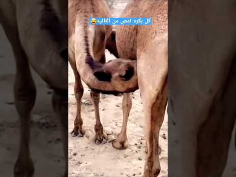 كل واحده تمص من الثانيه ولا فيهن جغمه