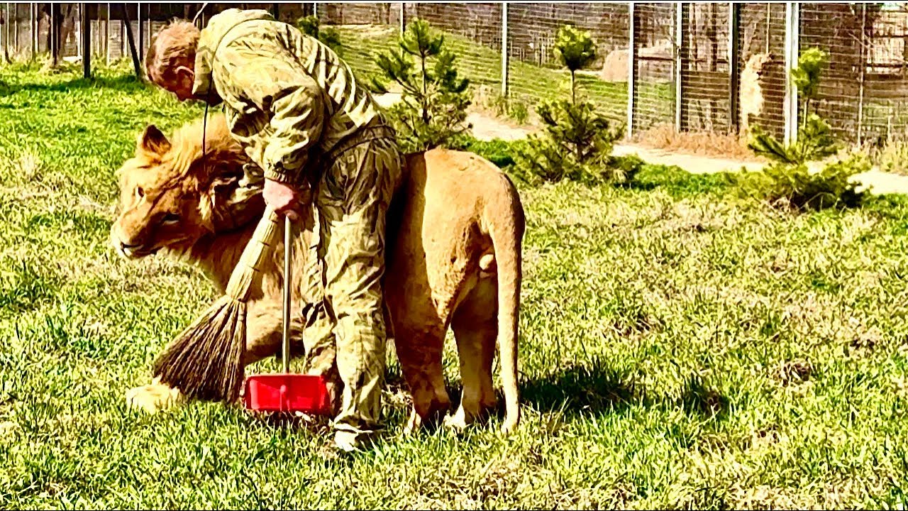 СМЕХ, КОНЦОВКА просто УБИЛА! Молодые львы окружили вожака Чука и захотели ПОМЕНЯТЬ ВОЖАКА!!!