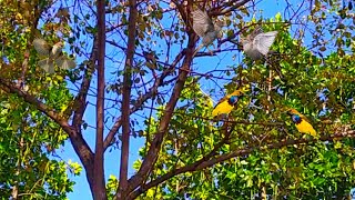 Pikat Burung Sogon burung madu sriganti pinggiran tambak