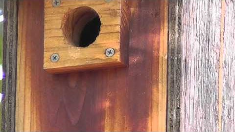 Violet-green Swallows at the Nest Box