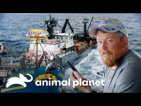 Tripulação do Time Bandit enfrenta a do Cornelia Marie | Pesca Mortal | Animal Planet Brasil