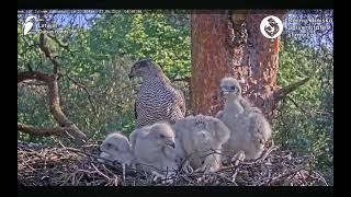 Goshawks Riga/BKUS ☆ May 22nd 😊Four bundles of joy