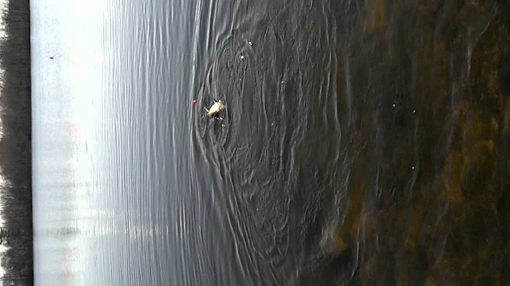 Caleb Fitzgerald fighting a 10 lb salmon