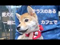 愛犬とカフェテラスでモーニングコーヒーが優雅な朝…ではありませんでした！！