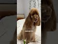 Зубная паста WB:565448733