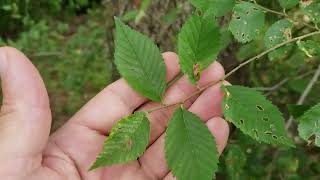 ID That Tree: Invasive Siberian Elm
